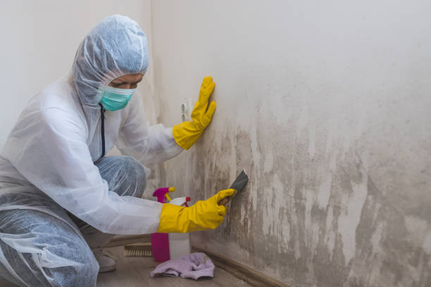 Best Mold Odor Removal Services  in The Hammocks, FL