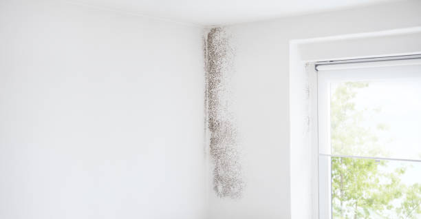 Best Attic Mold Removal  in The Hammocks, FL