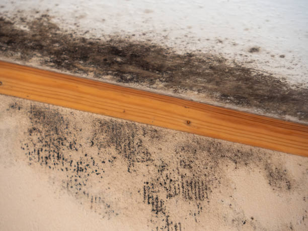 Best Biohazard Mold Removal  in The Hammocks, FL