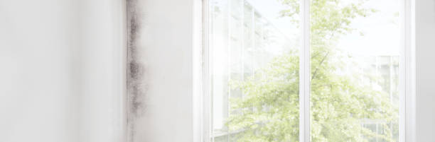 Best Residential Mold Inspection & Testing  in The Hammocks, FL