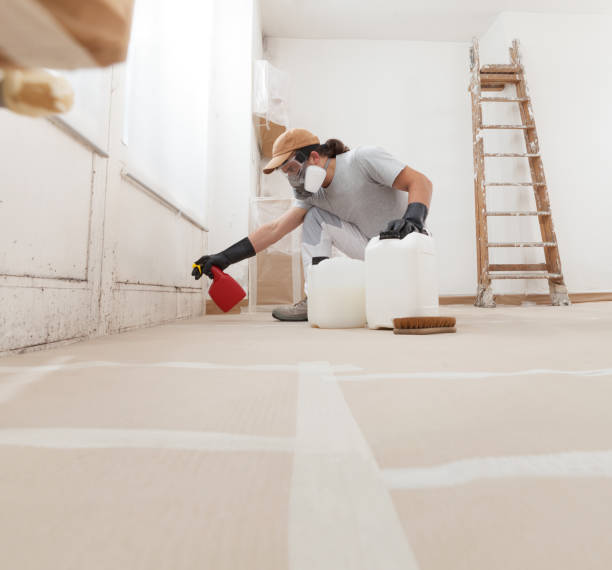 Trusted The Hammocks, FL Mold Removal Experts