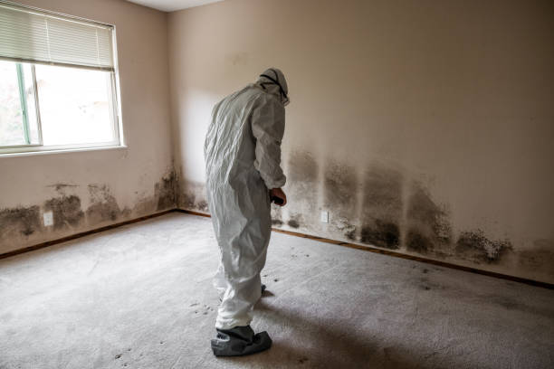 Best Mold Damage Restoration  in The Hammocks, FL